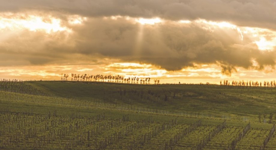 Lorsque le couple Scheufele acquiert le domaine, il met immédiatement l’accent sur le travail du vignoble.