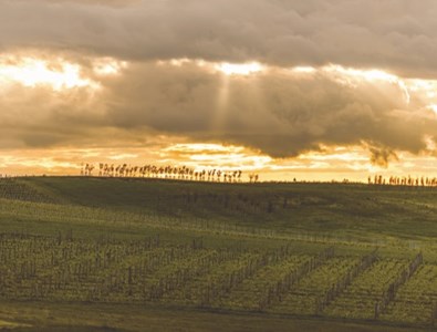 Lorsque le couple Scheufele acquiert le domaine, il met immédiatement l’accent sur le travail du vignoble.