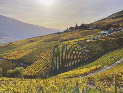 Le domaine cultive près de 8 hectares et produit près de 28’000 bouteilles par an.