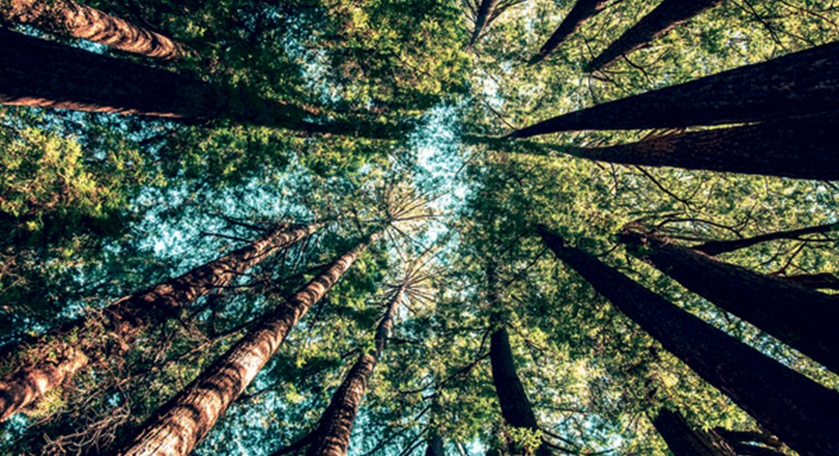 En Suisse, environ un tiers du territoire est couvert de forêts, soit 1'271'000 hectares