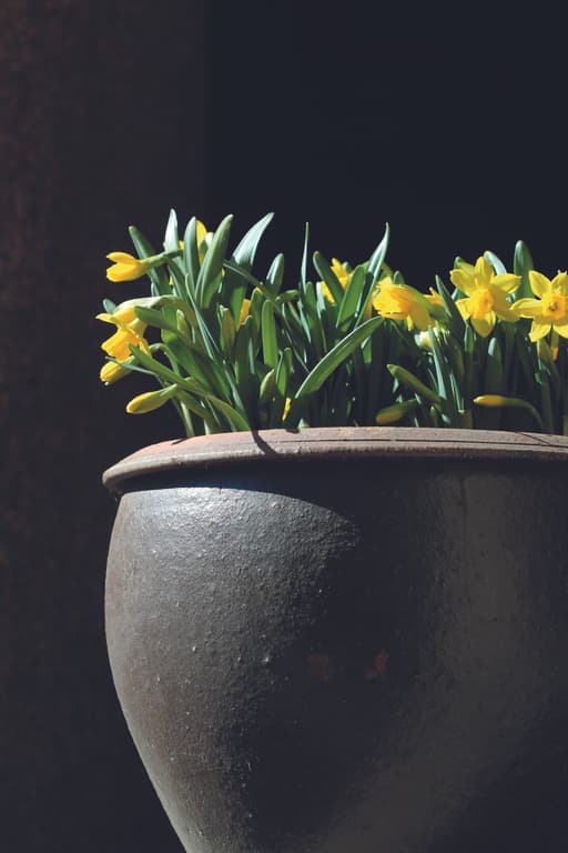 Les pots et jardinières ne demandent pas tous le même entretien.