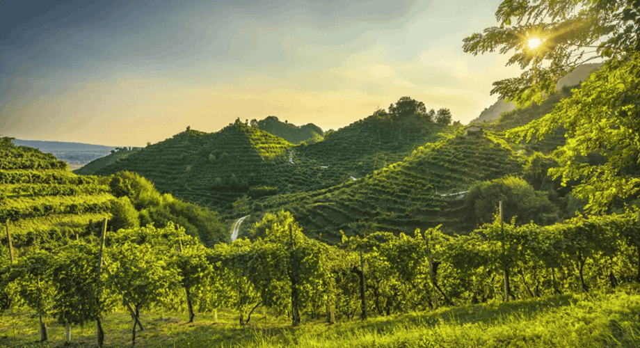 Les collines escarpées de Conegliano Valdobbiadene sont inscrites au Patrimoine mondial de l’UNESCO.