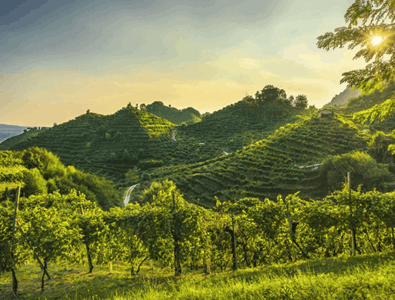 Les collines escarpées de Conegliano Valdobbiadene sont inscrites au Patrimoine mondial de l’UNESCO.