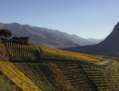 Situé au coeur des terroirs valaisans de Corin, Miège, Sierre et Varen- Salquenen, le domaine cultive désormais 12 ha.